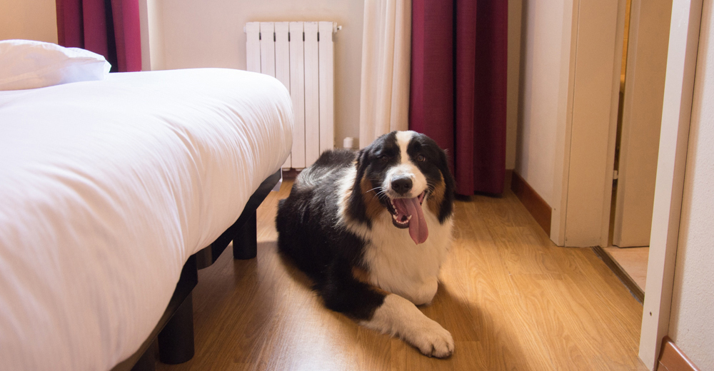 foto camere con ammessi cani all'hotel vittoria